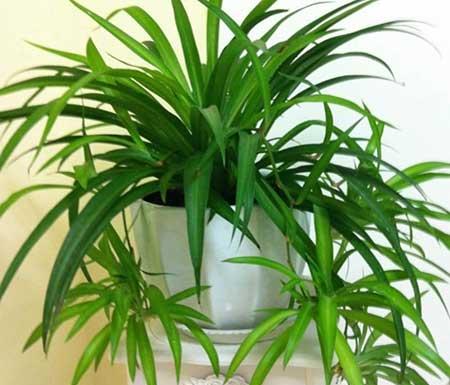 盆栽花卉的家庭养护