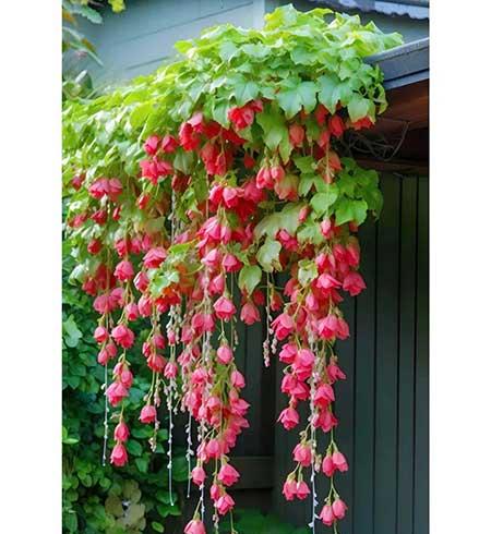 女人养什么花最好