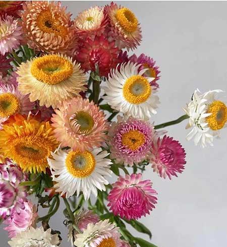 女人养什么花最好