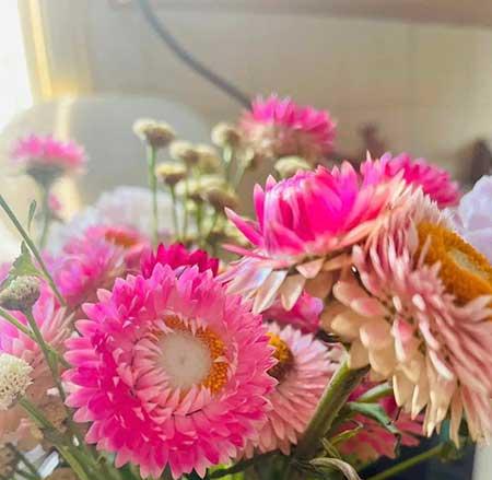 女人养什么花最好