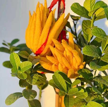 女人养什么花最好