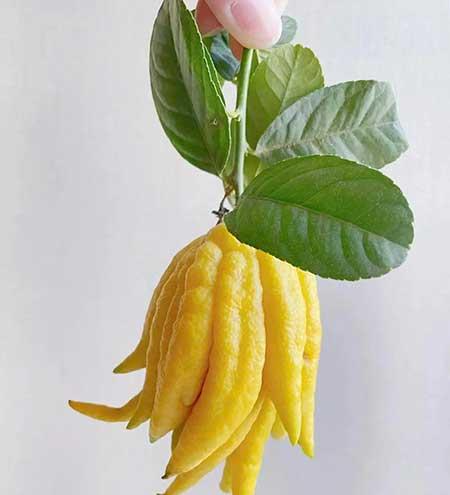 女人养什么花最好