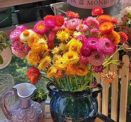 女人养什么花最好