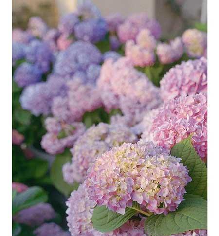 女人养什么花最好