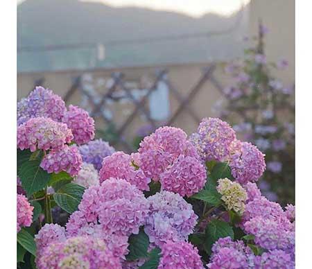 女人养什么花最好