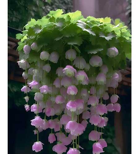 女人养什么花最好