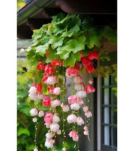 女人养什么花最好