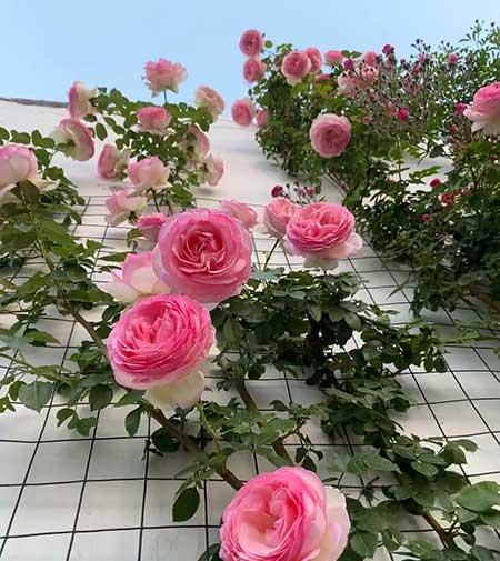 女人养什么花最好