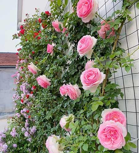 女人养什么花最好