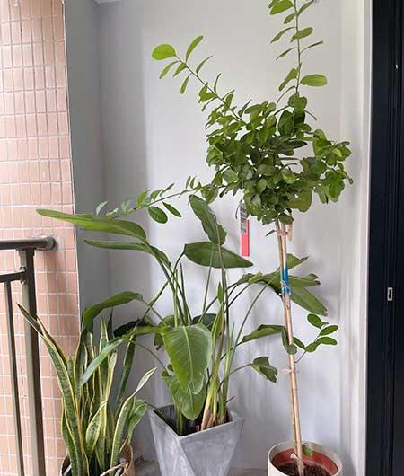 柠檬花卉怎么养