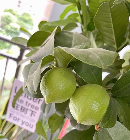 柠檬花卉怎么养