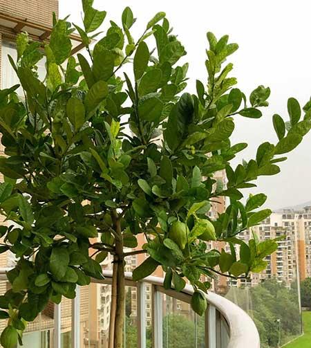 柠檬花卉怎么养