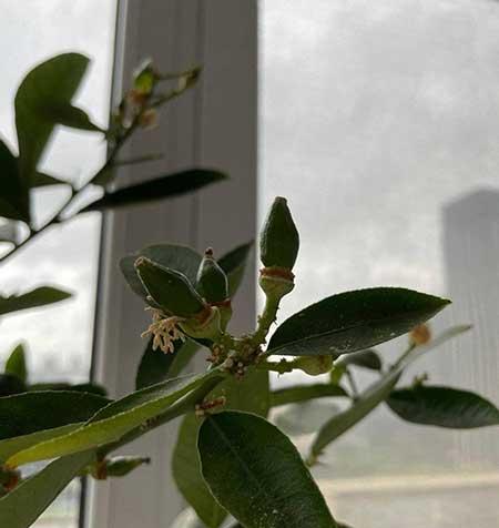 柠檬花卉怎么养