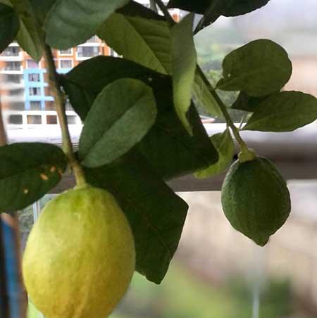 柠檬花卉怎么养