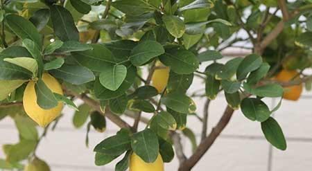 柠檬花卉怎么养