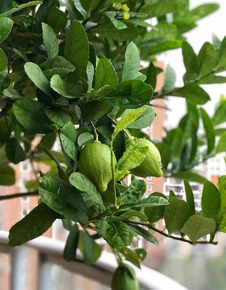 柠檬花卉怎么养