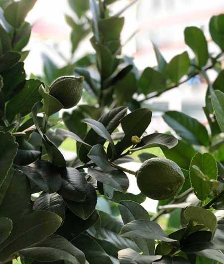 柠檬花卉怎么养