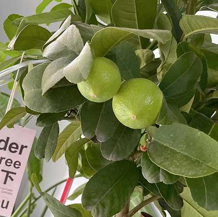 柠檬花卉怎么养