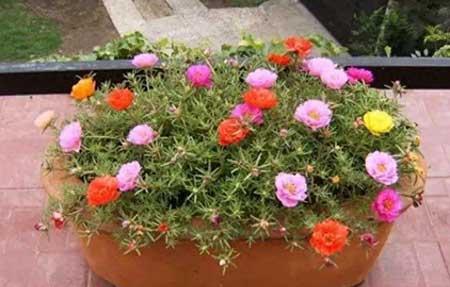 年轻人适合养什么花