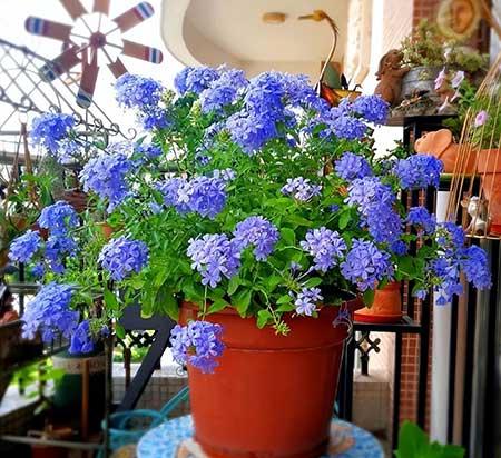 年轻人适合养什么花