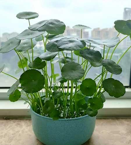 年轻人适合养什么花