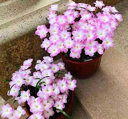 年轻人适合养什么花