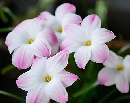 年轻人适合养什么花