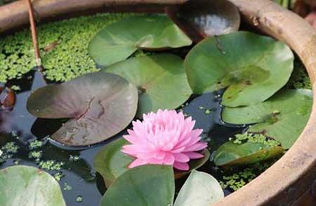 年轻人适合养什么花