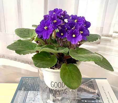 年轻人适合养什么花