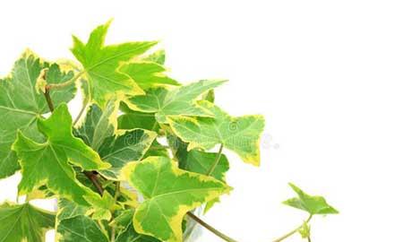 能在卧室养的花