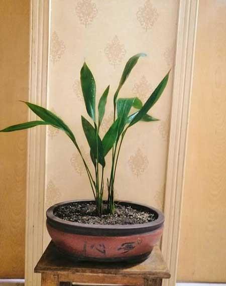 能在卧室养的花