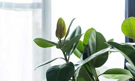 能在卧室养的花