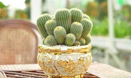 能在卧室养的花