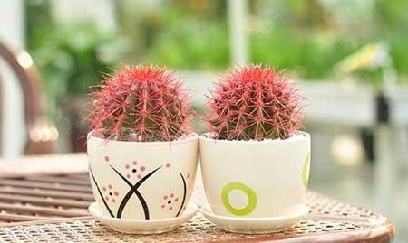 能在卧室养的花