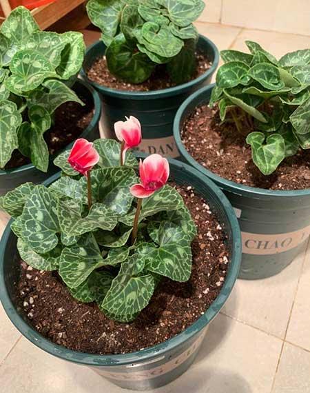 能在室外养的花