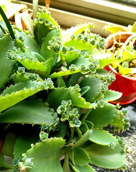 能在室外养的花