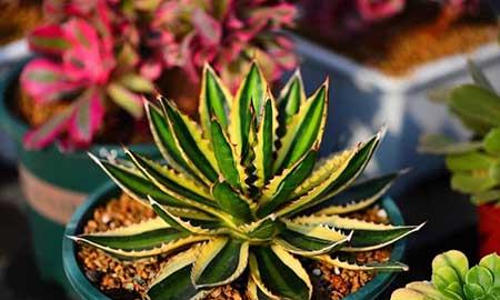 能在室外养的花