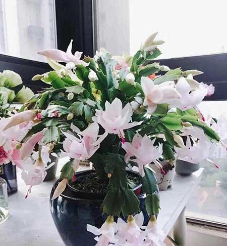 能在室外养的花