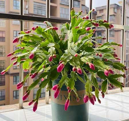 能在室外养的花