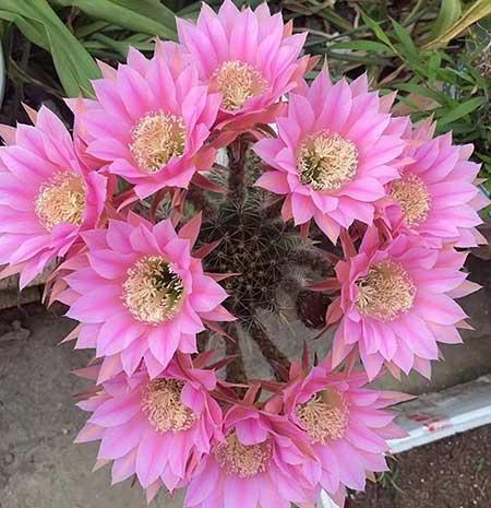 能在室外养的花