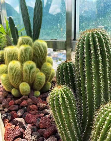 能在室外养的花