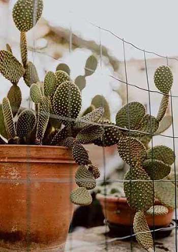 能在室外养的花