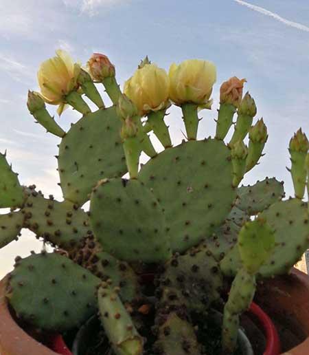 能在室外养的花