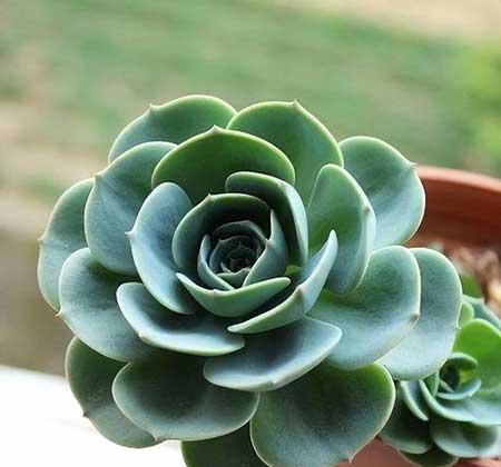 能在室外养的花