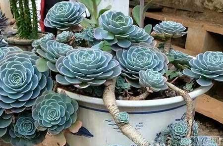 能在室外养的花