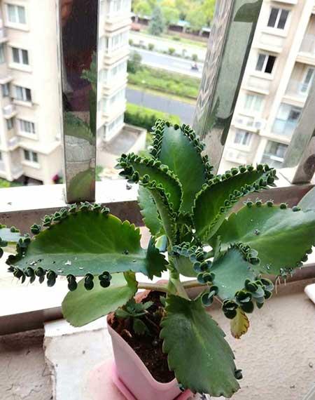 能在室外养的花