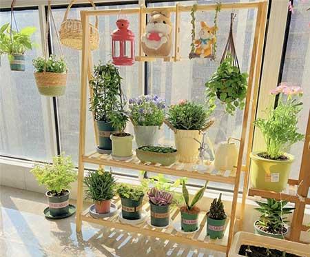 哪种绿植比较好养