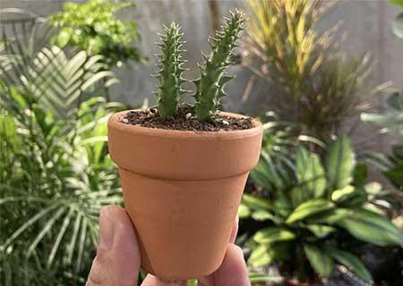 哪种绿植比较好养