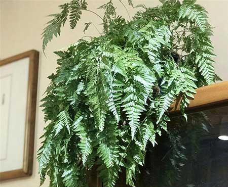 哪种绿植比较好养