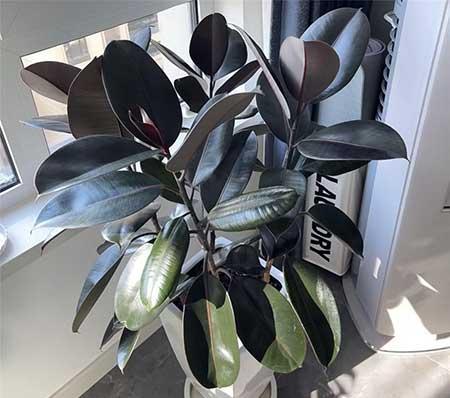 哪种绿植比较好养